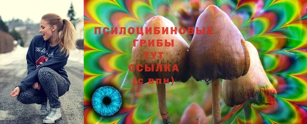 прущие грибы Алзамай